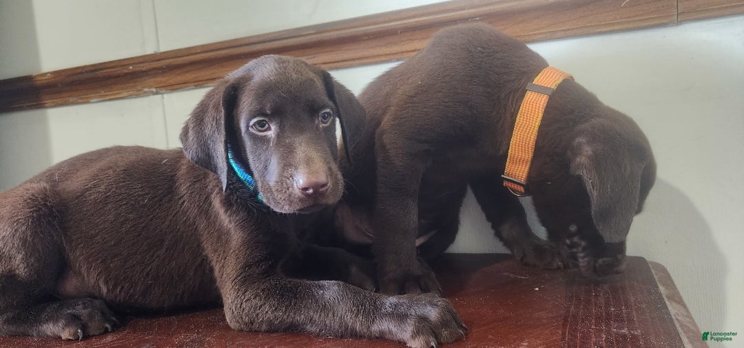 Labrador Retriever dogs for sale: Jan - Image 6