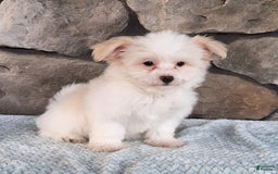 Havanese dogs for sale: Daisy - Image 6