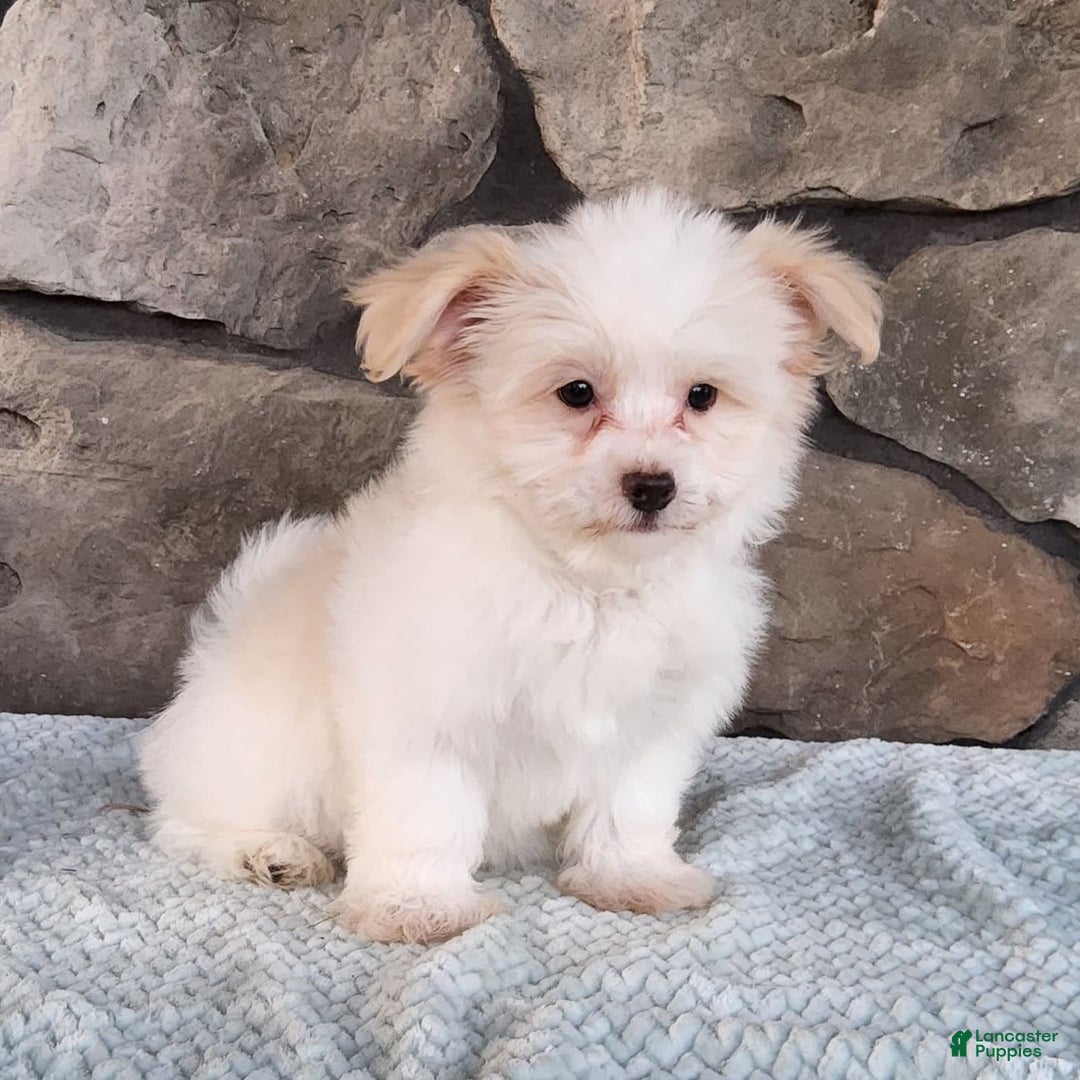 Havanese dogs for sale: Daisy - Image 6
