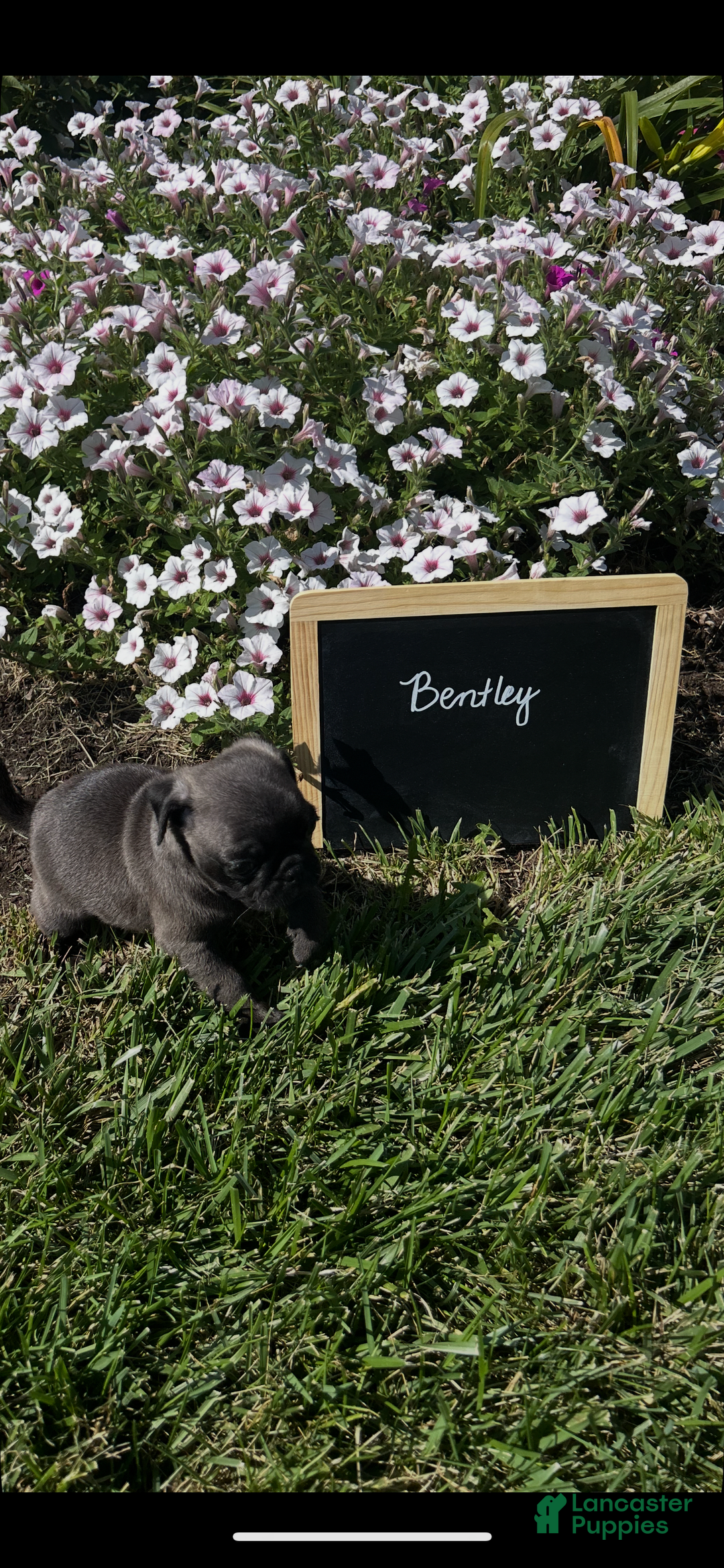 Pug dogs for sale: Bentley - Image 2