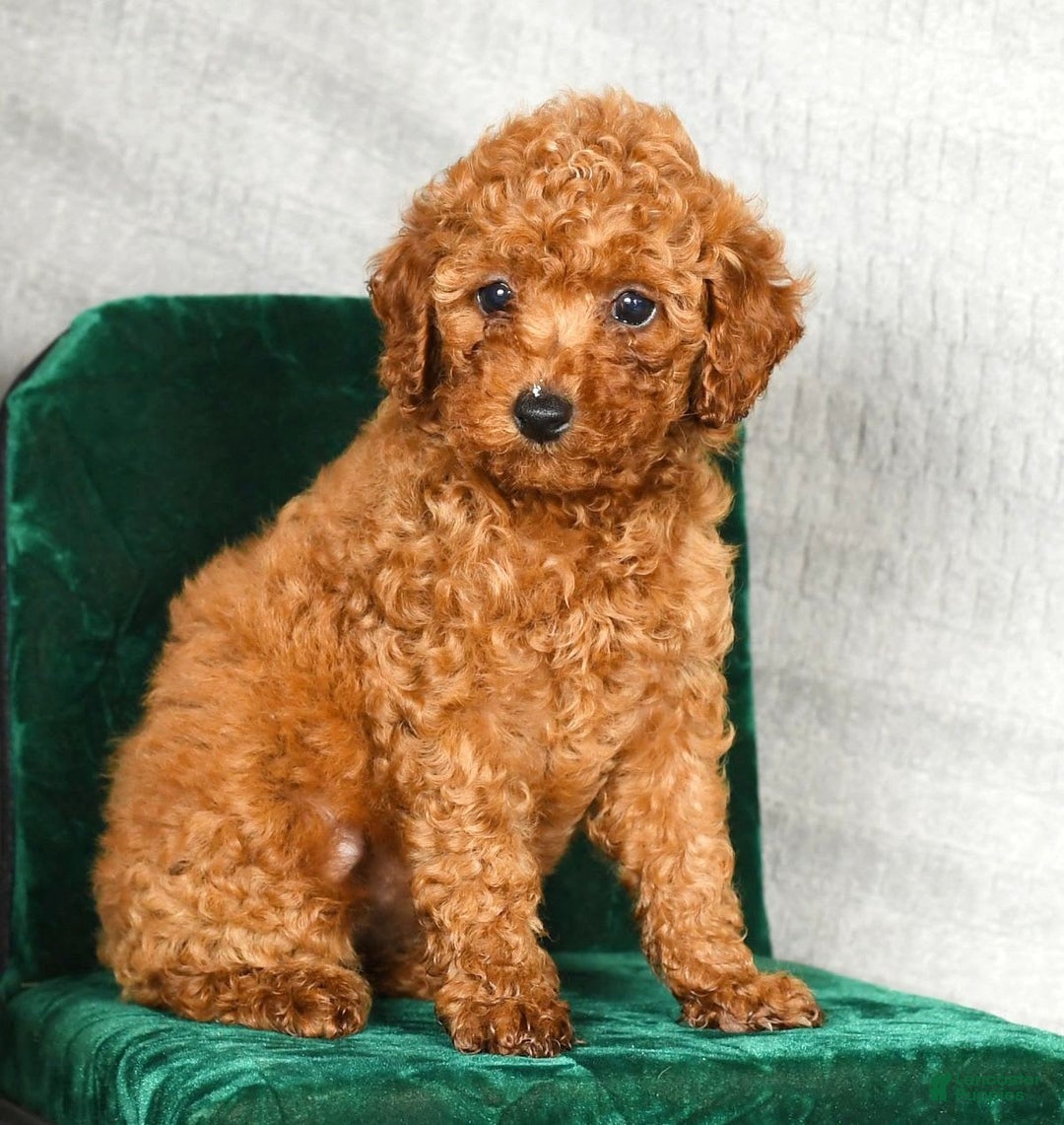Miniature Poodle dogs for sale: Darla - Image 5