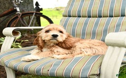 Cocker Spaniel dogs for sale: Huck - Image 12
