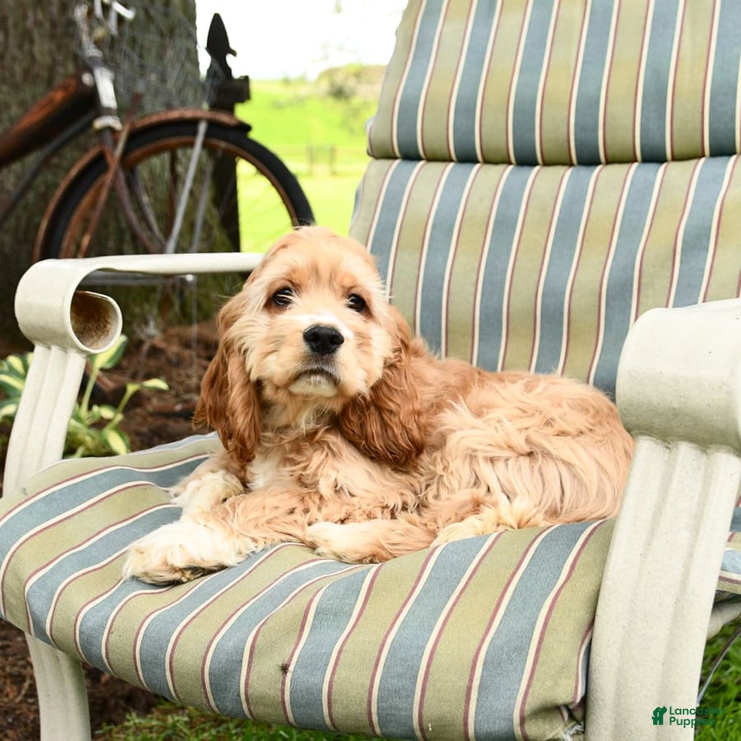 Cocker Spaniel dogs for sale: Huck - Image 12