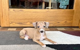 Italian Greyhound dogs for sale: RJ - Image 3