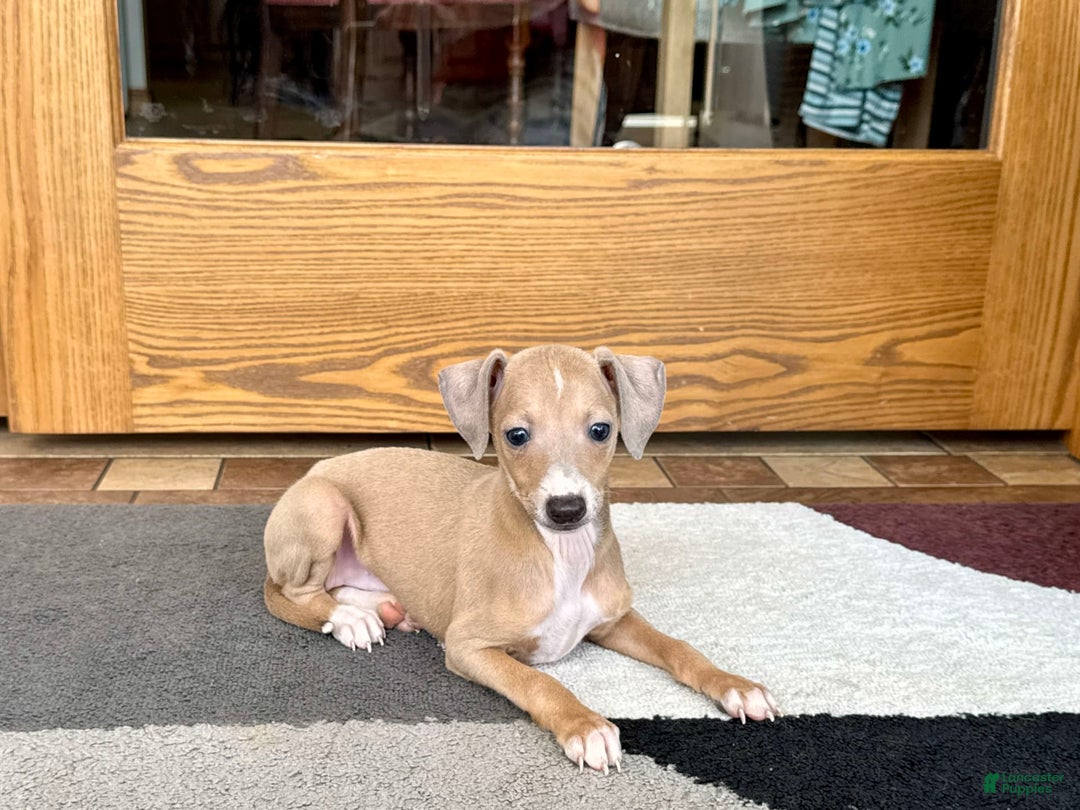 Italian Greyhound dogs for sale: RJ - Image 3