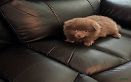 Pomeranian dogs for sale: Rodney Dangerfield - Image 5