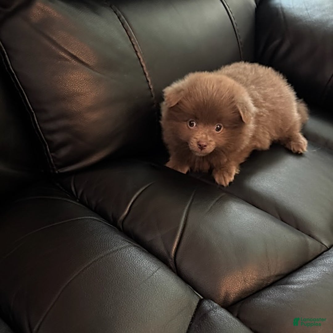 Pomeranian dogs for sale: Rodney Dangerfield - Image 5