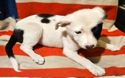 Border Collie dogs for sale: Bambi - Image 40
