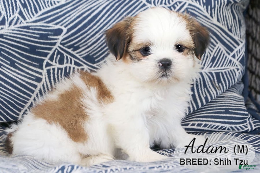 Shih Tzu dogs for sale: Adam - Image 3