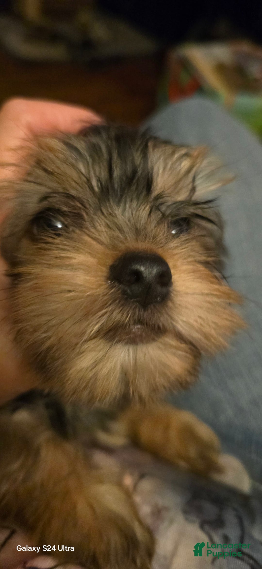 Yorkshire Terrier dogs for sale: Cc - Image 8