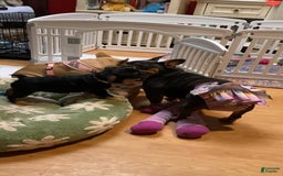 French Bulldog dogs for sale: Champagne - Image 2