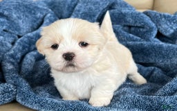 Lhasa Apso dogs for sale: Bowie - Image 1