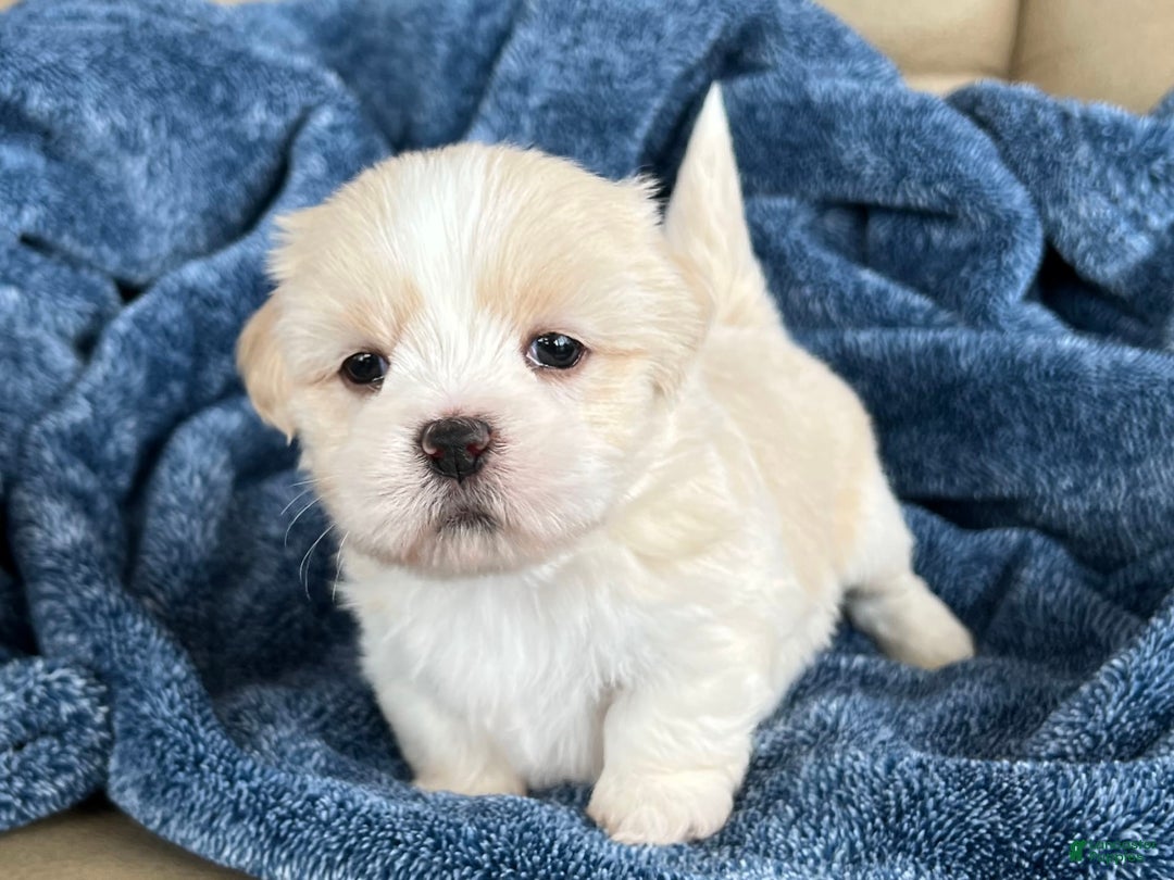 Lhasa Apso dogs for sale: Bowie - Image 1