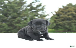 Cane Corso dogs for sale: Cali - Image 10