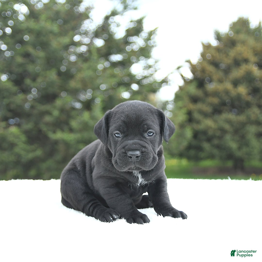 Cane Corso dogs for sale: Cali - Image 10