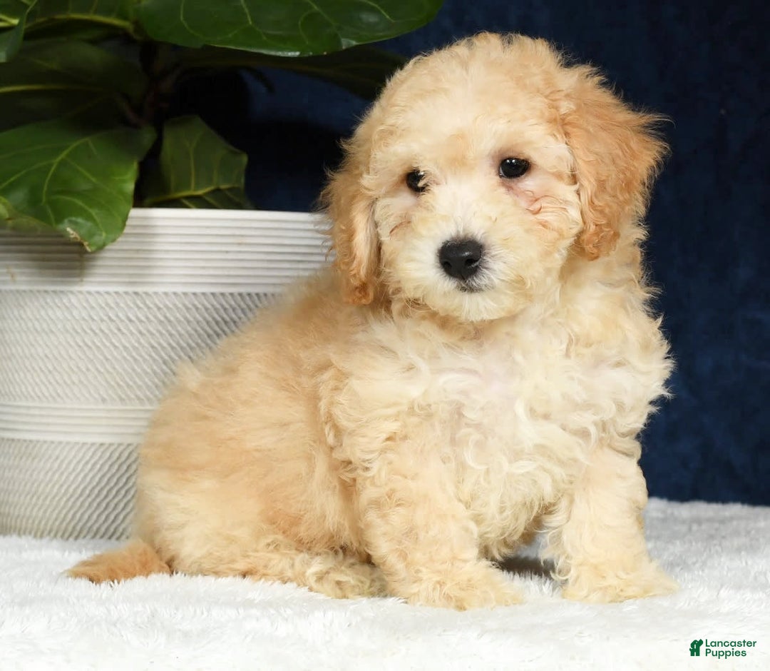Bichpoo dogs for sale: Kip - Image 5