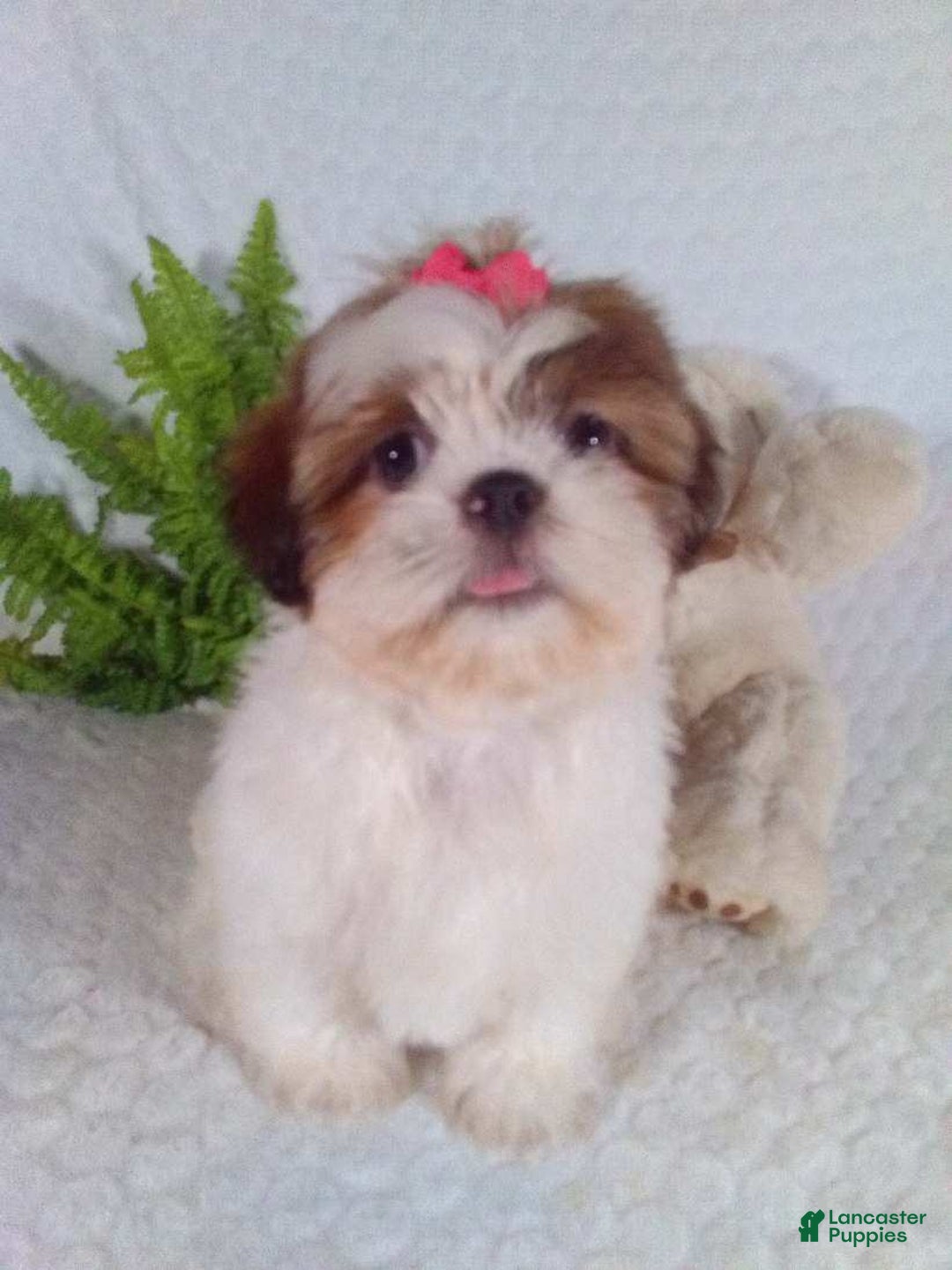 Shih Tzu dogs for sale: Baby - Image 13