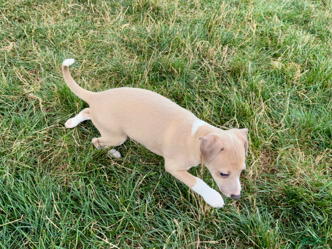 Italian Greyhound dogs for sale: Gordie - Image 7