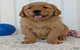 Golden Retriever dogs for sale: Brady - Image 17