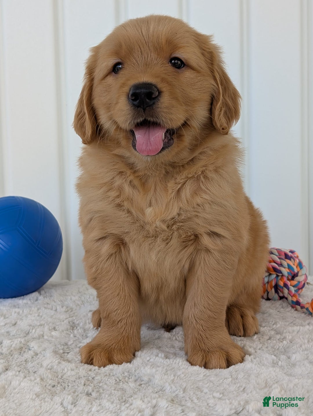 Golden Retriever dogs for sale: Brady - Image 17