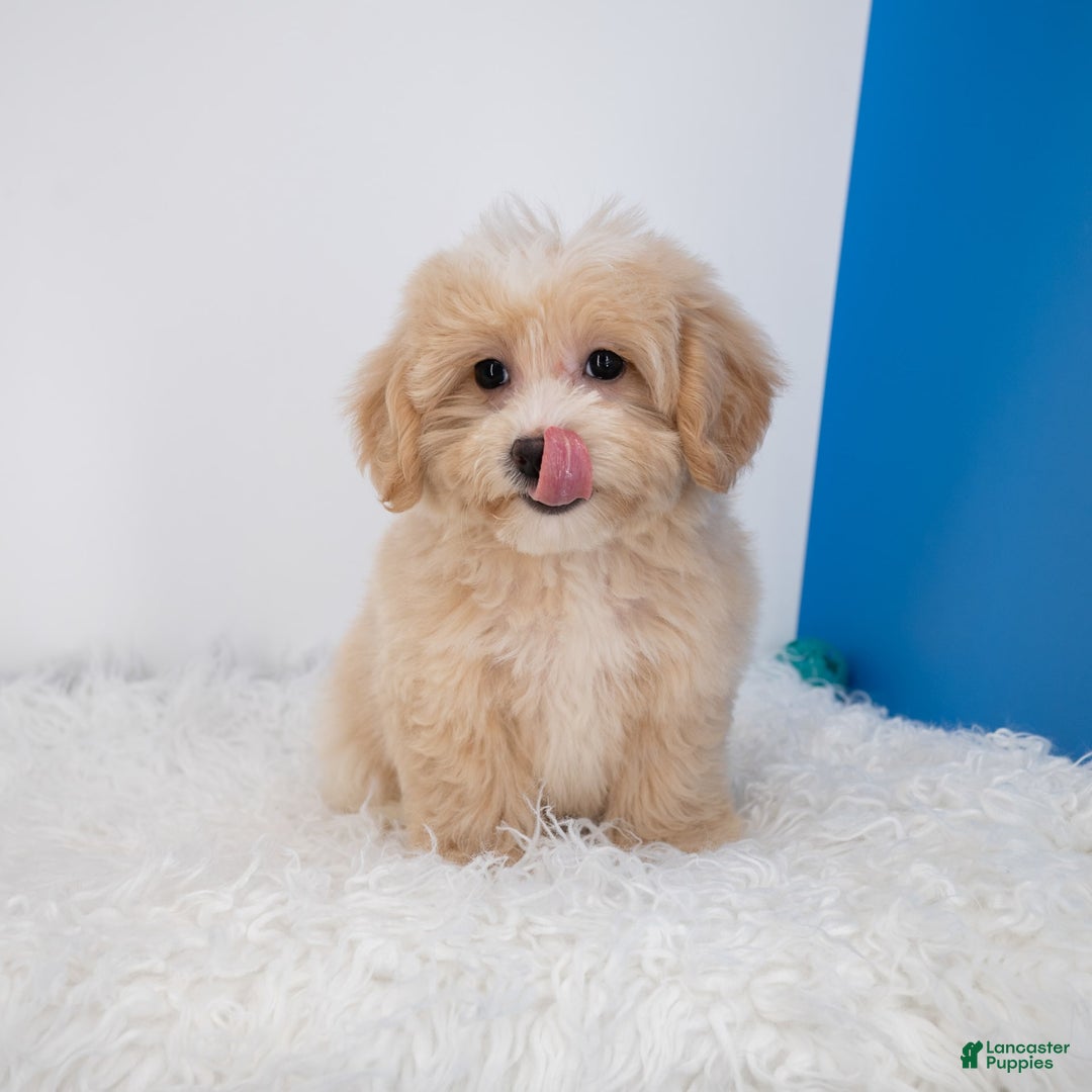 Maltipoo dogs for sale: Luciana - Image 3