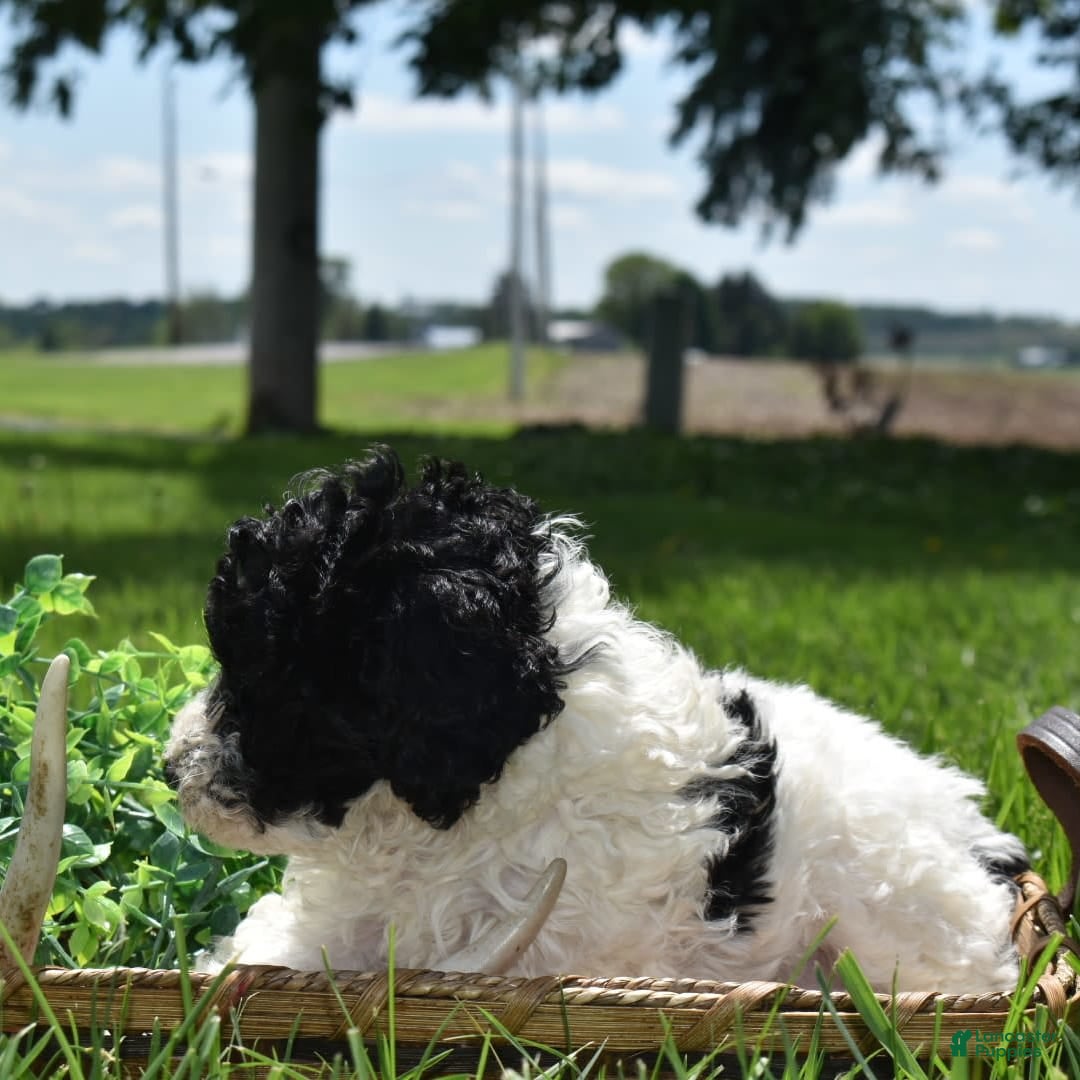 Toy Poodle dogs for sale: Ethan - Image 5