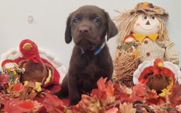 Labrador Retriever dogs for sale: Finn - Image 1
