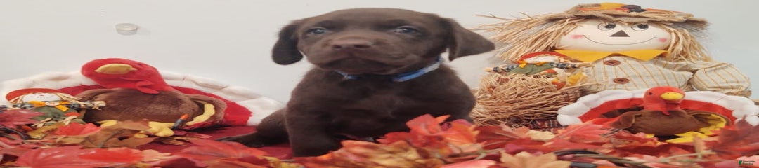 Finn