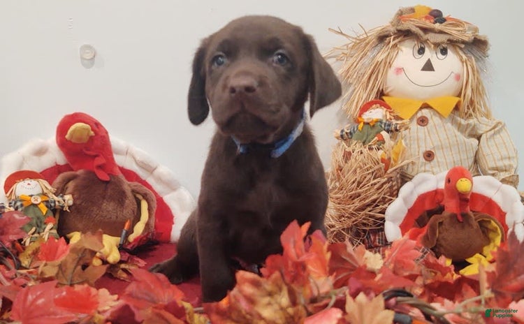 Labrador Retriever dogs for sale - Ad 1