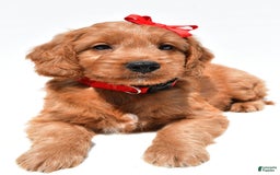 Mini Goldendoodle dogs for sale: Travis - Image 4