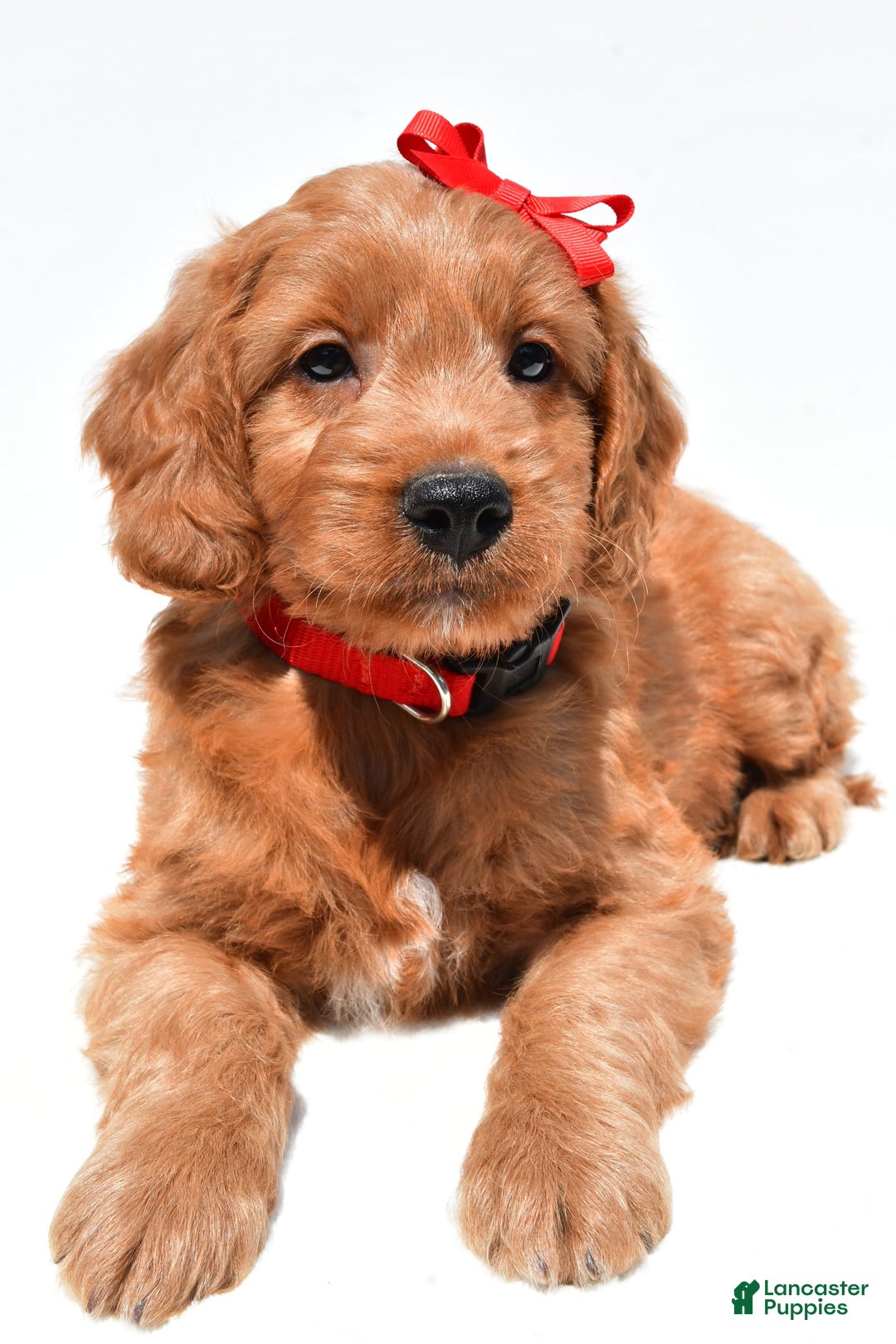 Mini Goldendoodle dogs for sale: Travis - Image 4