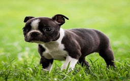 Boston Terrier dogs for sale: Patty - Image 7