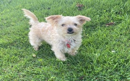 Morkie dogs for sale: Mikie - Image 7