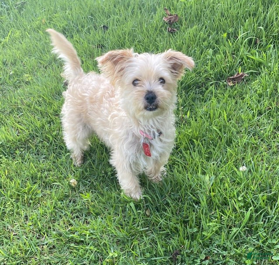 Morkie dogs for sale: Mikie - Image 7