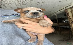 Australian Cattle Dog dogs for sale: Nina - Image 3