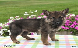 German Shepherd dogs for sale: Marshall - Image 2