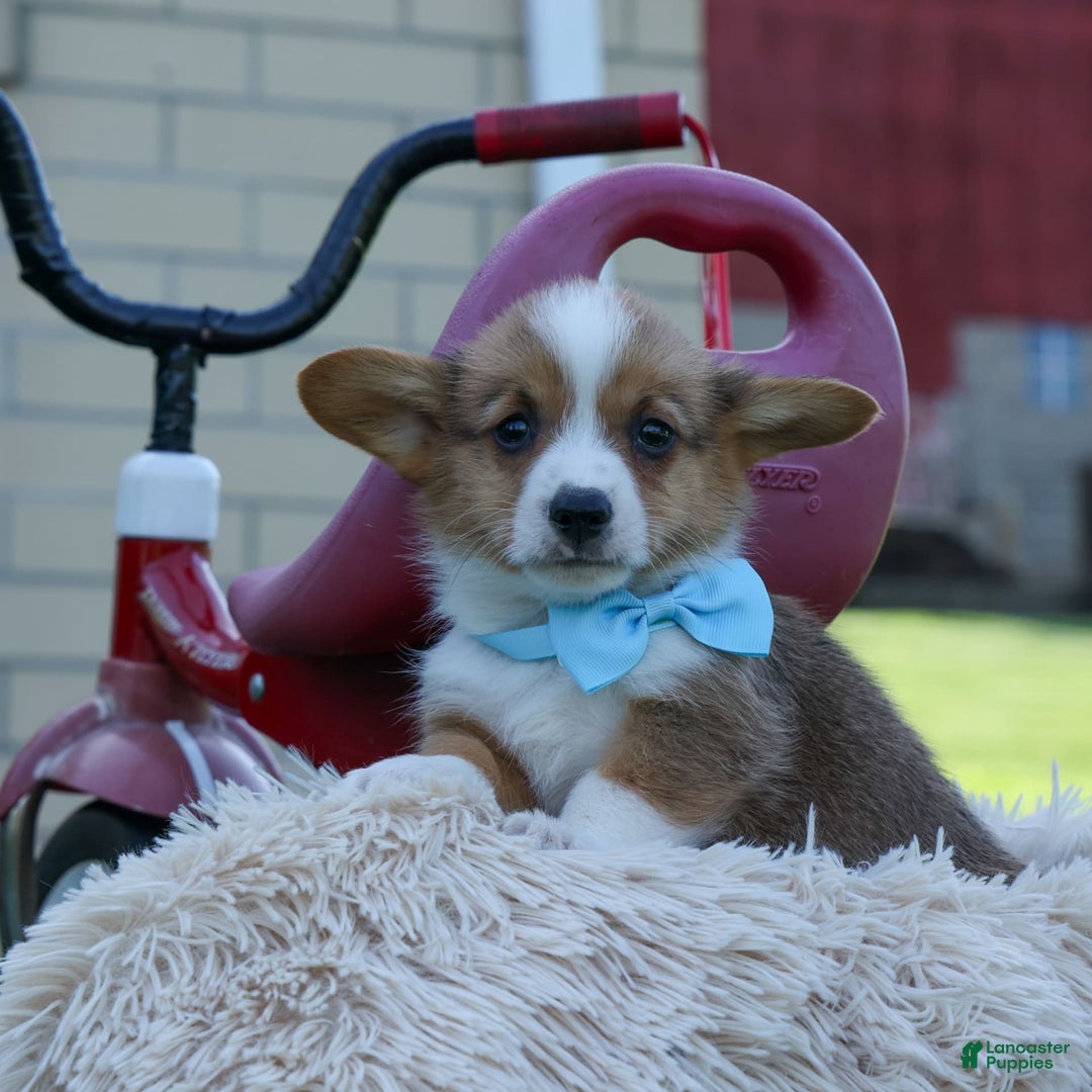 Welsh Corgi Pembroke dogs for sale: Griffin - Image 6