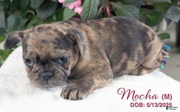 French Bulldog dogs for sale: Mocha - Image 3