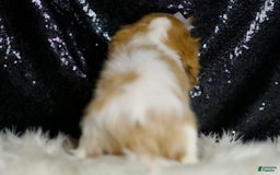 Cavalier King Charles Spaniel dogs for sale: Raya - Image 2