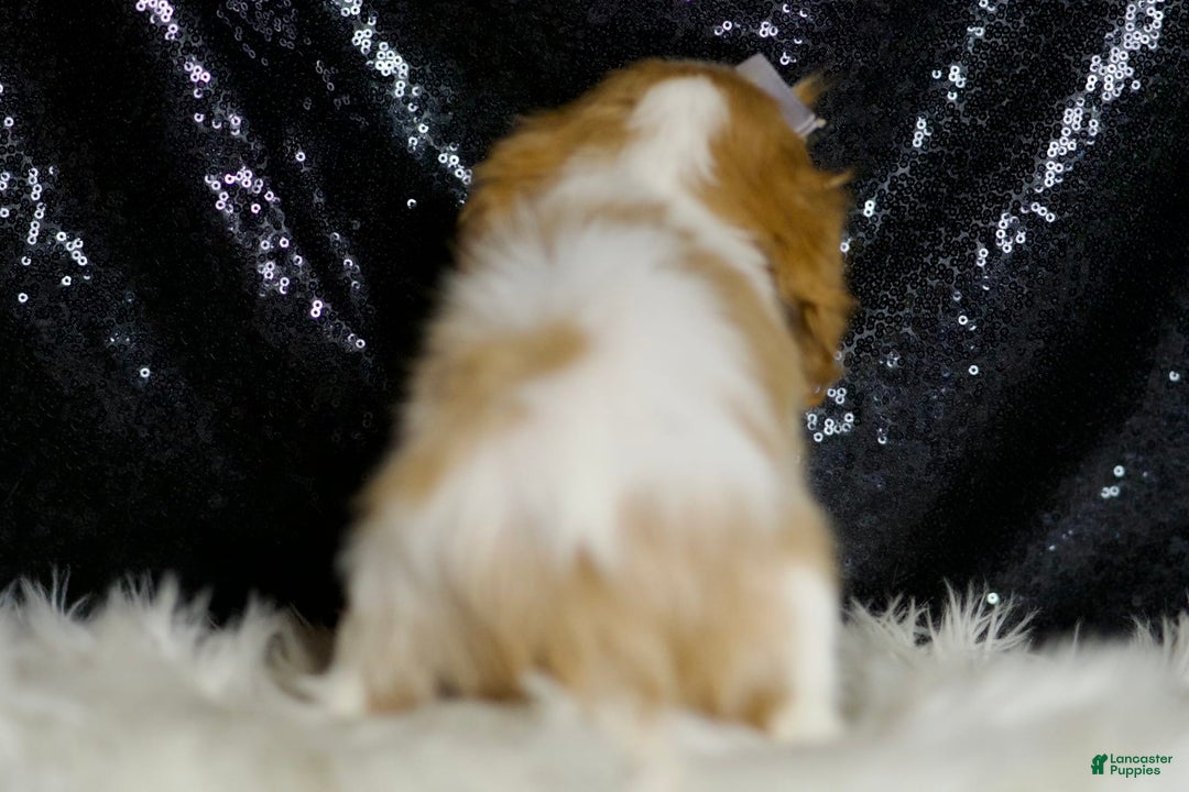 Cavalier King Charles Spaniel dogs for sale: Raya - Image 2