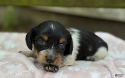 Miniature Dachshund dogs for sale: Dixie - Image 4