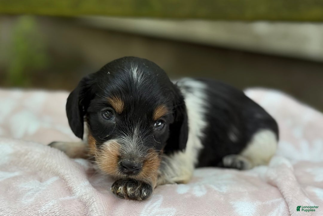 Miniature Dachshund dogs for sale: Dixie - Image 4