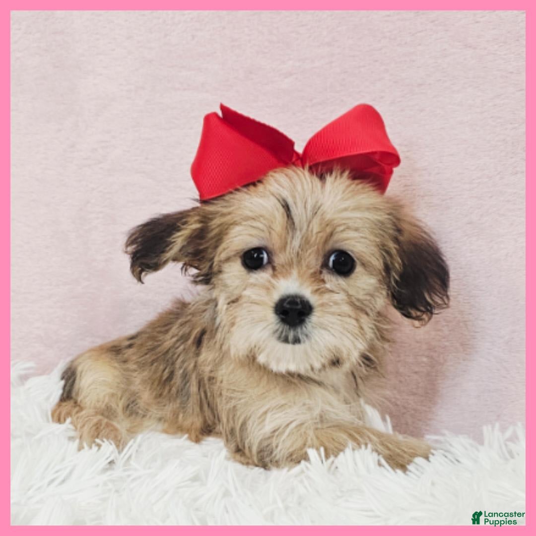 Morkie dogs for sale: Grace - Image 2