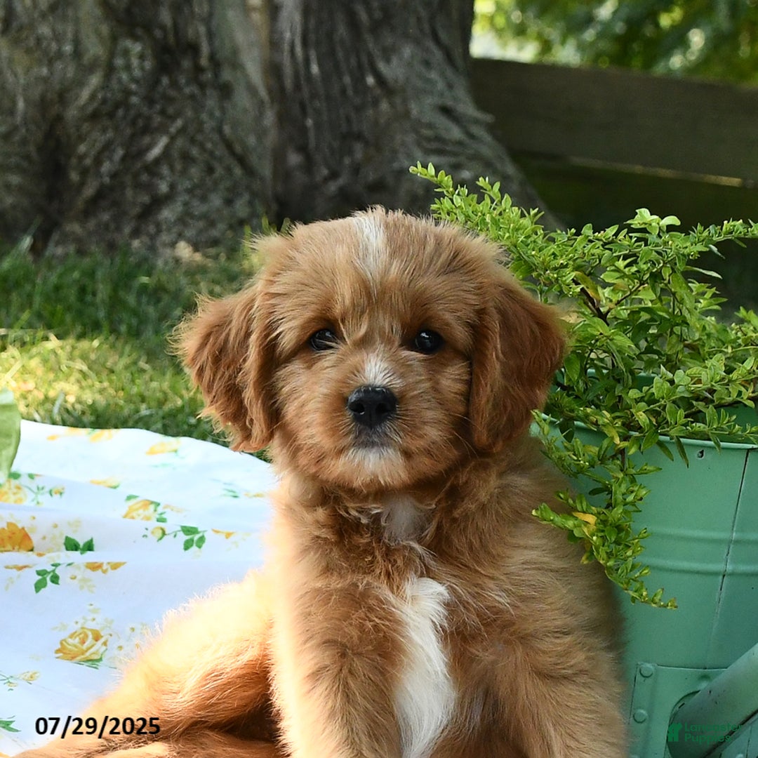 Cavapoo dogs for sale: Rover - Image 1