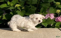 Coton De Tulear dogs for sale: Button - Image 1