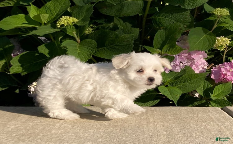 Coton De Tulear dogs for sale - Ad 4