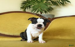Boston Terrier dogs for sale: Happy - Image 18