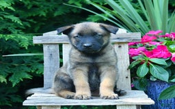 Belgian Malinois dogs for sale: Buster - Image 1