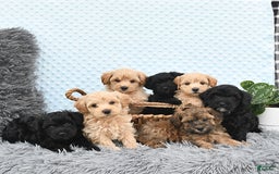 Havapoo dogs for sale: Benson - Image 6