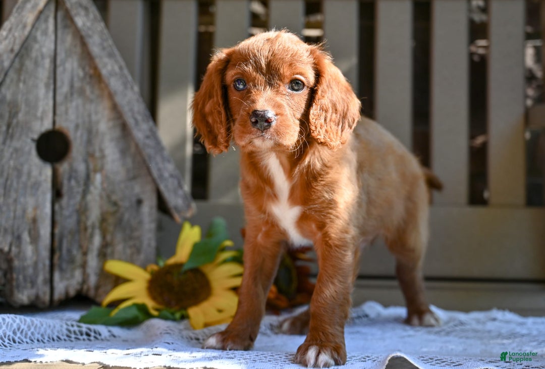 Cavapoo dogs for sale: Rhett - Image 2
